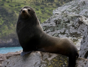 Fur Seal